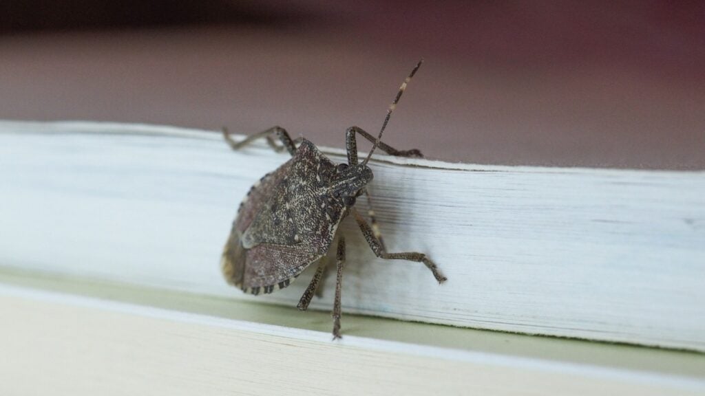 Why Fall Pest Control is Essential for a Pest-Free Winter