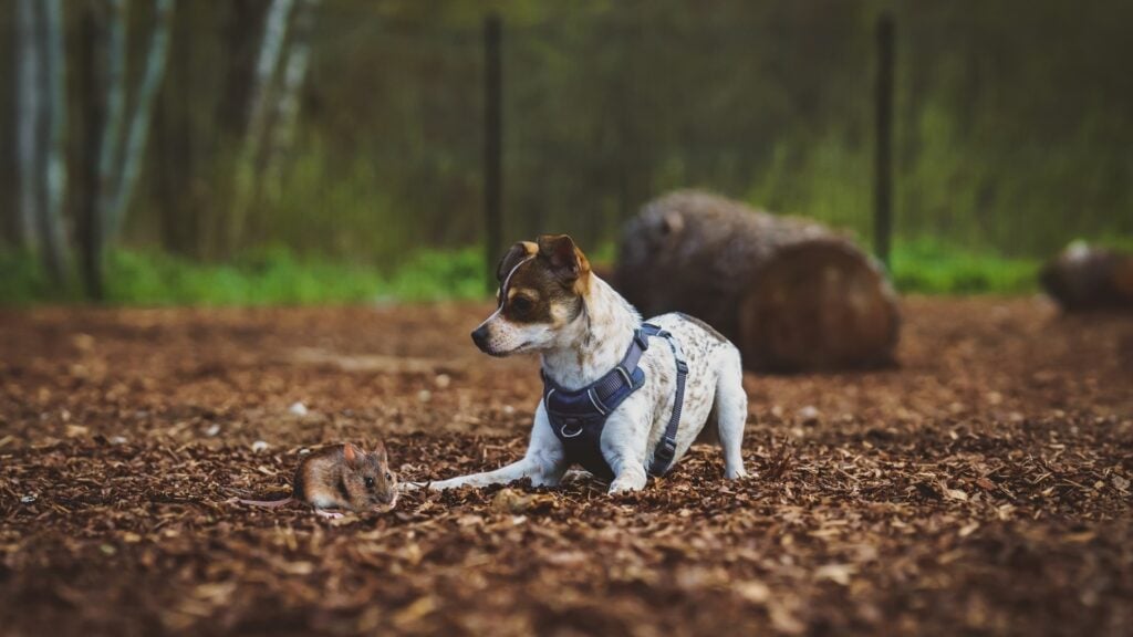 Can My Pets Help Scare Off Rodents? 2 Can My Pets Help Scare Off Rodents?