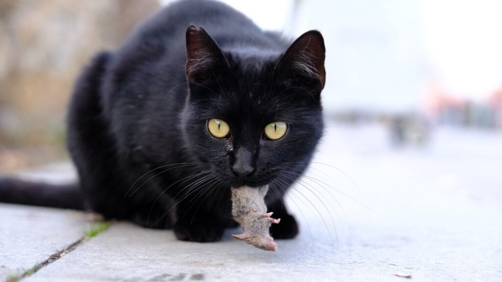 Can My Pets Help Scare Off Rodents? 4 Will mice leave if they smell a cat