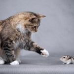 Can My Pets Help Scare Off Rodents