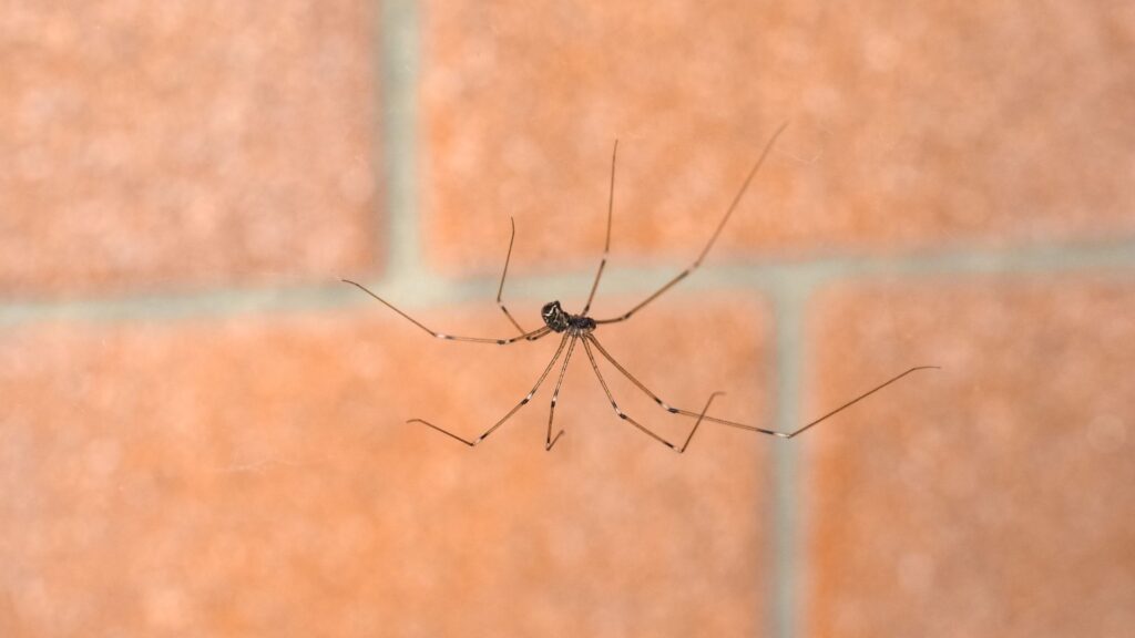 11 Most Common House Spiders: Identification, Bites and Control 3 Most Common House Spiders