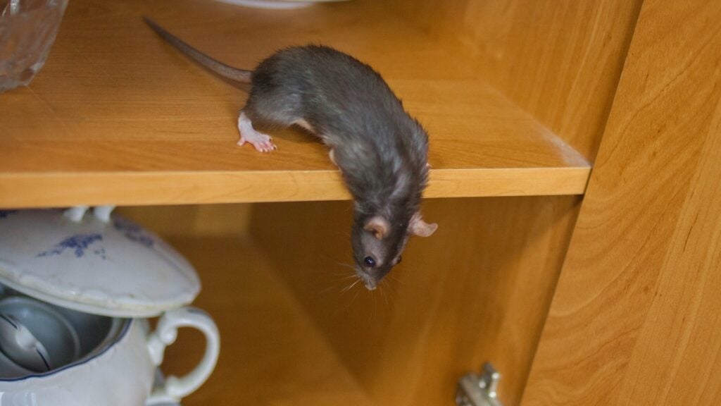 Can My Pets Help Scare Off Rodents? 3 Are mice scared of dogs in the house