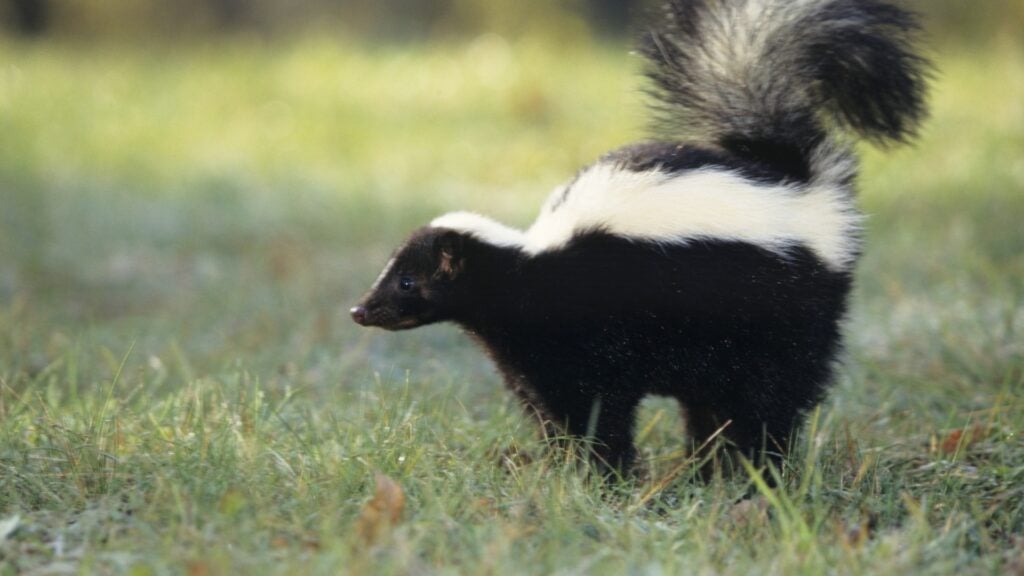 When DIY Skunk Smell Removal Is Not Enough