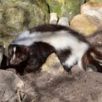 How Long Does Skunk Smell Last on Pets, Clothes & in Your House
