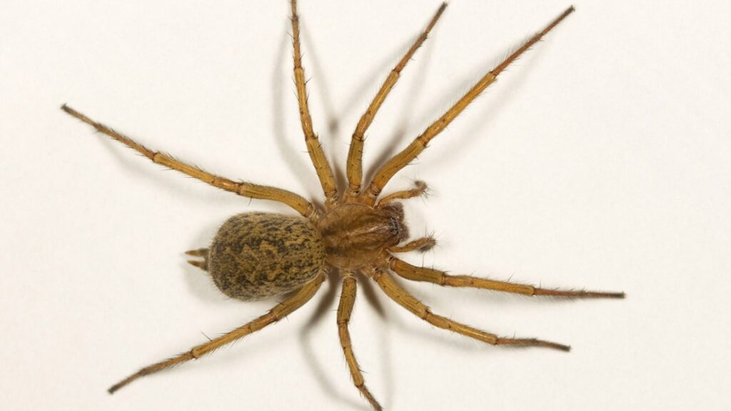 11 Most Common House Spiders: Identification, Bites and Control 11 Most Common House Spiders