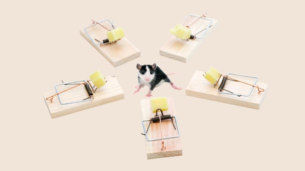 5 Best Rat Traps for Effective Control in 2026 - Complete Buyer's Guide 2 Why the Right Rat Trap Matters More Than Ever in 2026