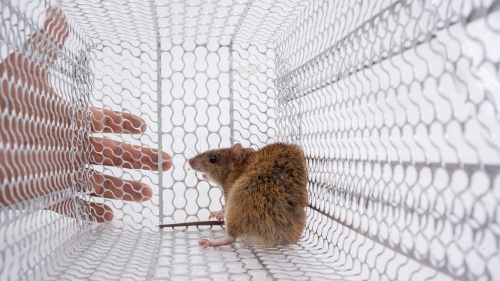 5 Best Rat Traps for Effective Control in 2026 - Complete Buyer's Guide 5 Humane Rat Traps / Live Catch Rat Traps