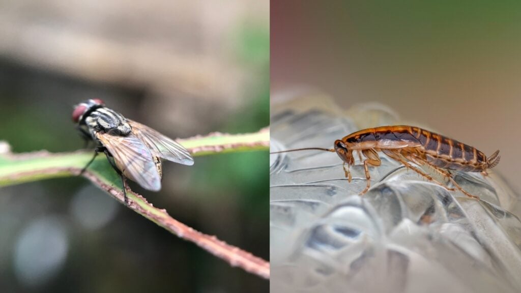 Flies & Cockroaches