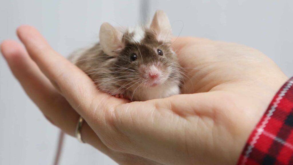 Do House Mice Bite Humans and What to Do If Bitten 