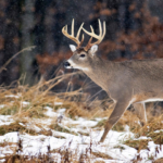 Do whitetail deer move on windy days