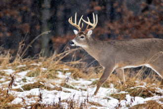 Do whitetail deer move on windy days