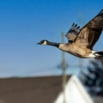 How to get rid of geese in your yard