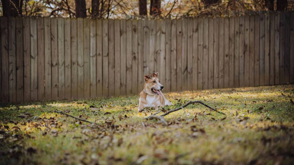 How to Get Rid of Geese in Your Yard