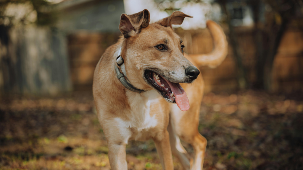 Rotating Harassment Techniques