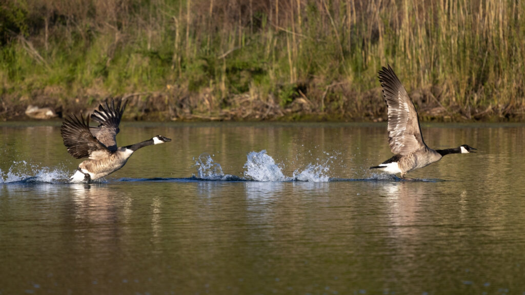 how to get geese off your property