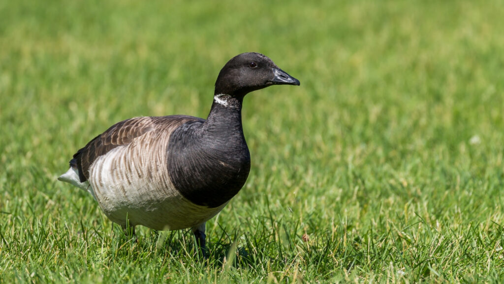 how to get rid of geese on your lawn