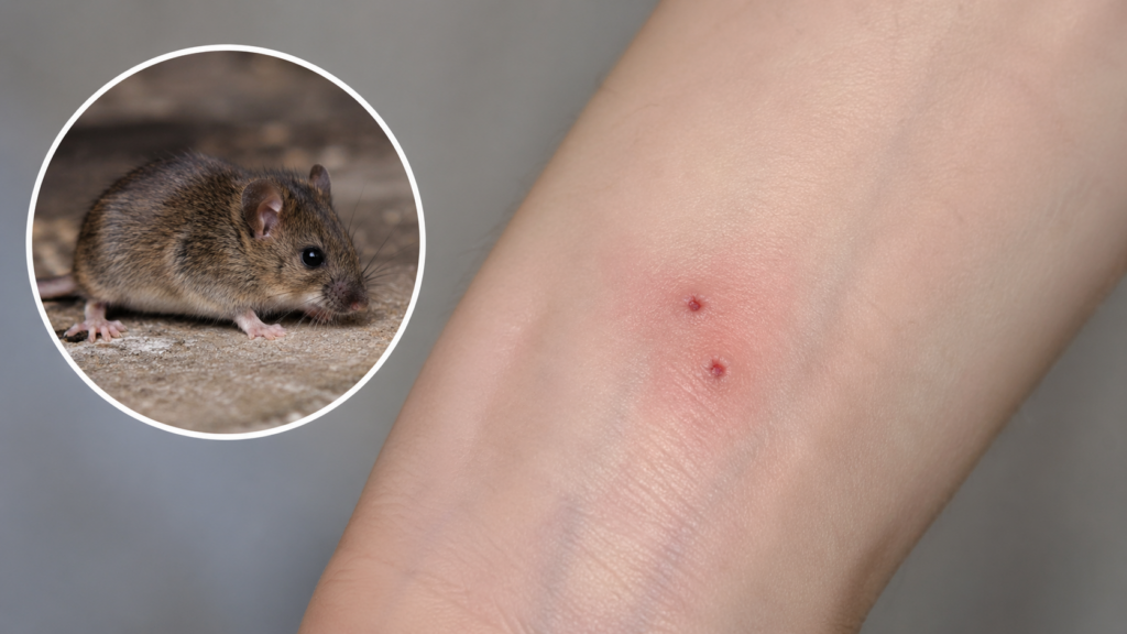 What Does a House Mouse Bite Look Like