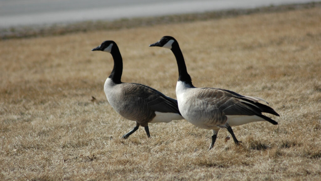 how to get rid of geese on your property