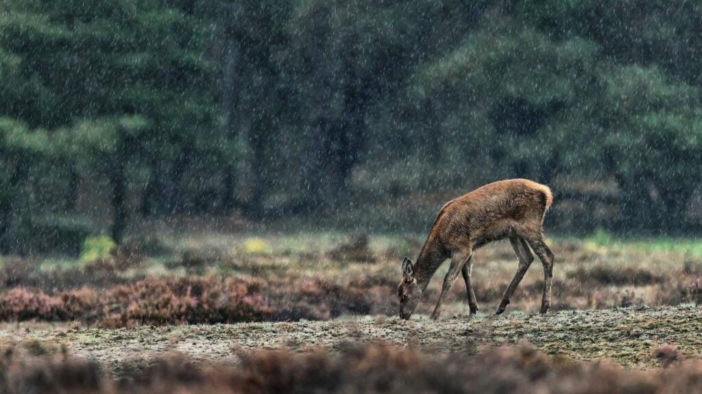 Do Deer Come Out in the Rain? How Weather Changes Deer Movement 5 Common Myths About Deer in the Rain