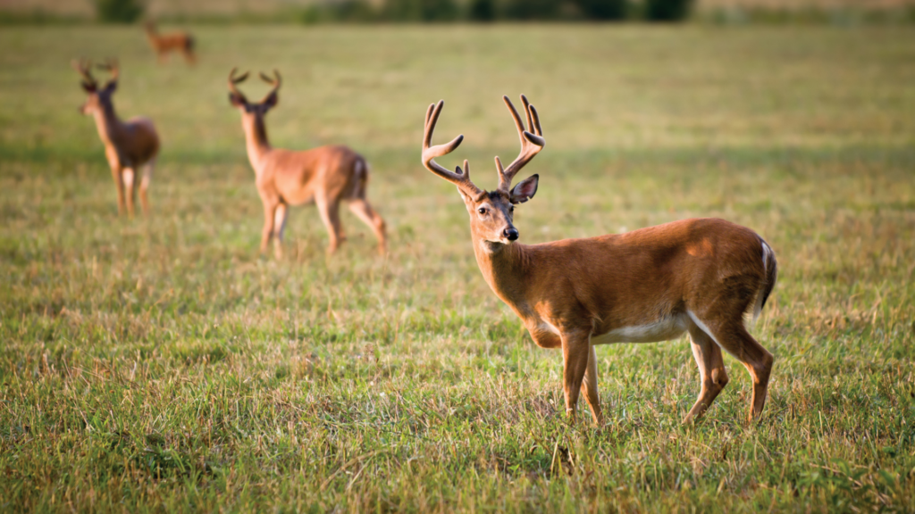 Do deer move on windy days?
