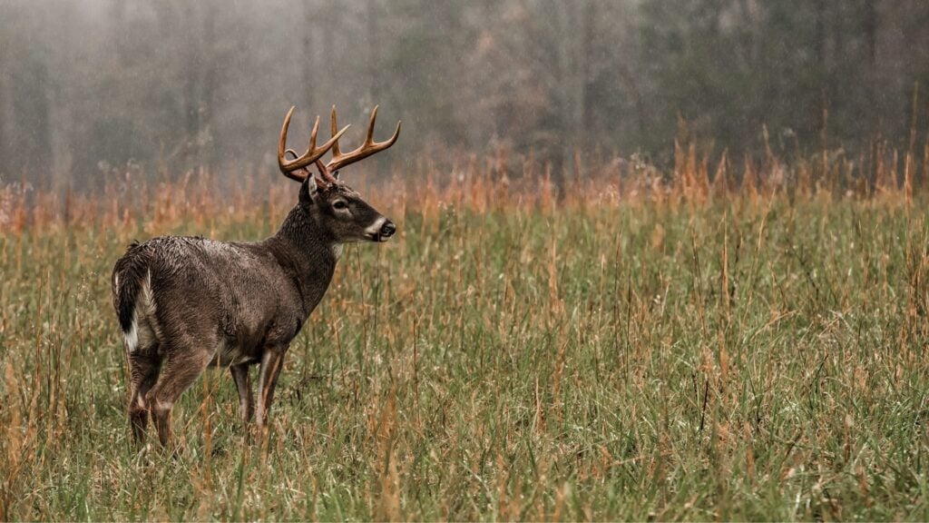 Do Deer Come Out in the Rain? How Weather Changes Deer Movement 4 Best Times for Deer in the Rain