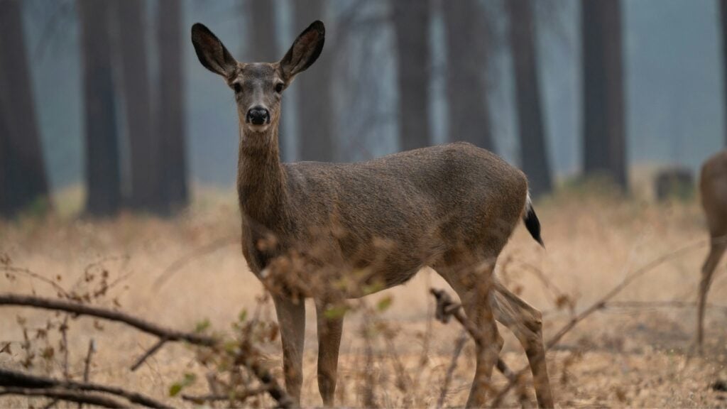 Do Deer Eat Black Walnuts