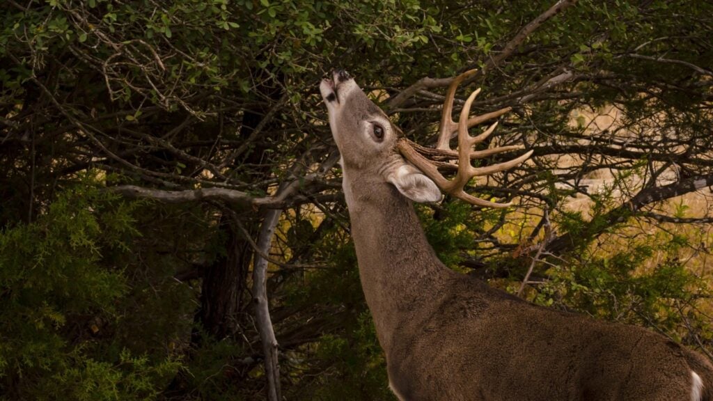 Do Deer Eat Black Walnuts