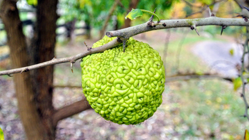 Do Deer Eat Osage Orange