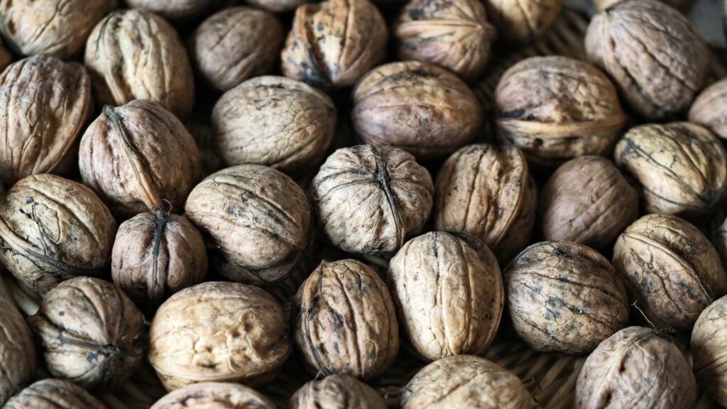 Do Deer Eat Black Walnuts