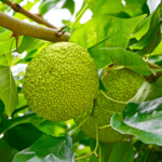 Do Deer Eat Osage Orange