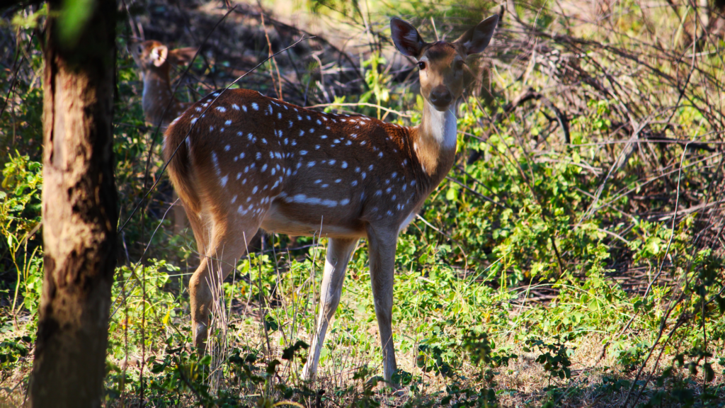 Do Deer Eat Osage Orange