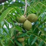 Do Deer Eat Black Walnuts