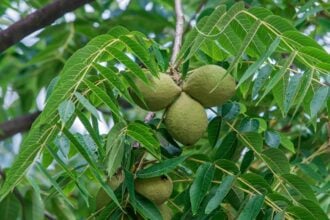 Do Deer Eat Black Walnuts