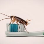 Cockroach Myth vs Facts