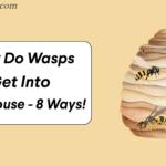How do Wasps get into the House?​