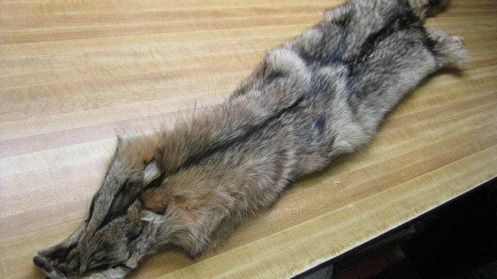 What to Do with Coyote Fur