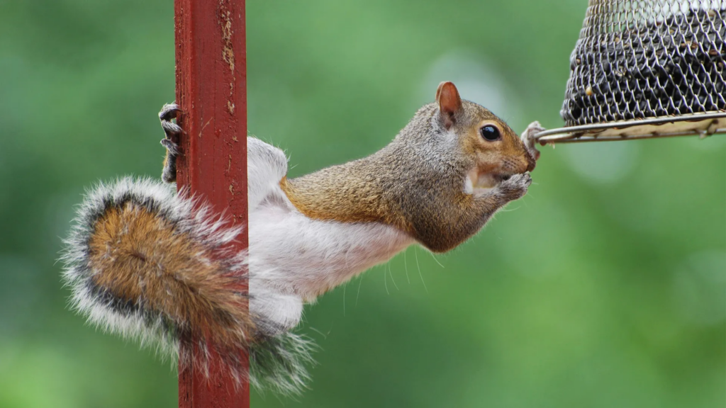 image 16 ​How Do I Keep Squirrels Away From My Bird Feeder - 10 Easy Steps