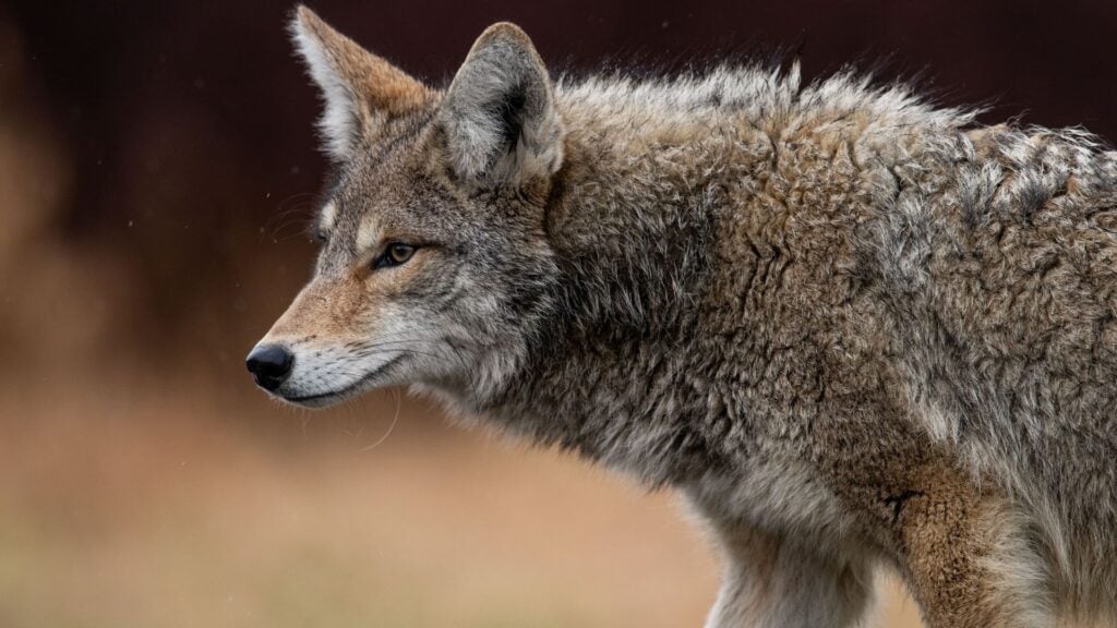 What to Do with Coyote Fur