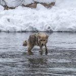 Do Coyotes Hunt in the Rain