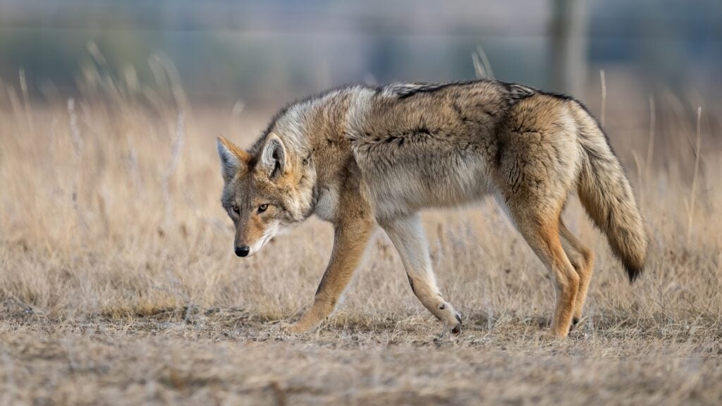 Do Coyotes Hunt in the Rain