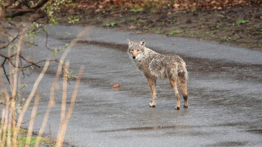 The Rain Myth vs Coyote Reality