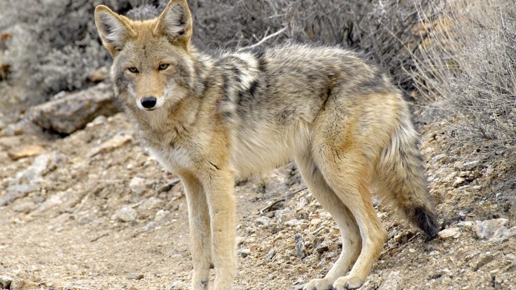 How Rain Changes the Hunting Game for Coyotes