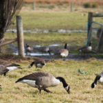 How to Stop Geese from Pooping in Yard
