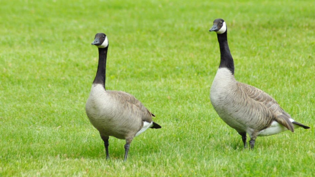 How to Stop Geese from Pooping in Yard