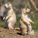 How to Get Rid of Gophers