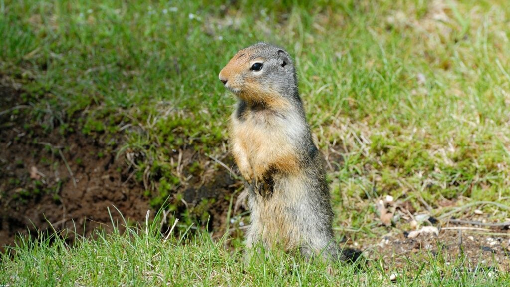 How to Get Rid of Gophers