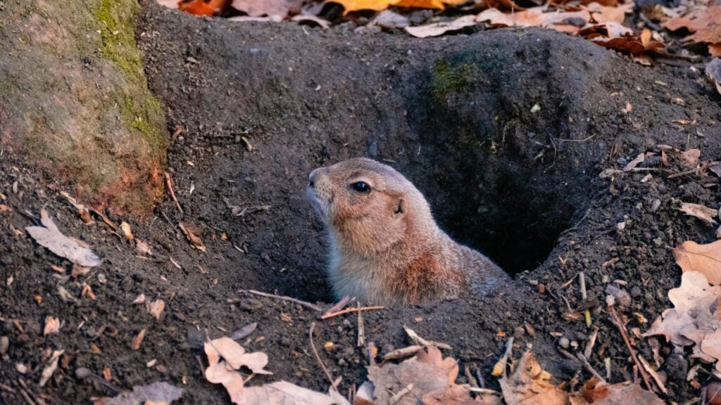 How to Get Rid of Gophers