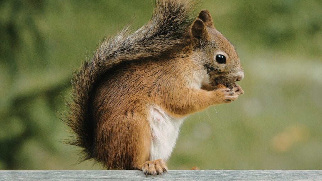 Squirrel Poop Vs. Rat Poop 