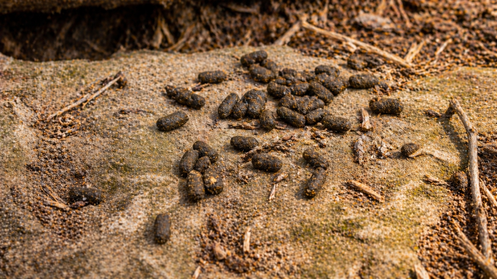 Squirrel Poop Vs. Rat Poop 