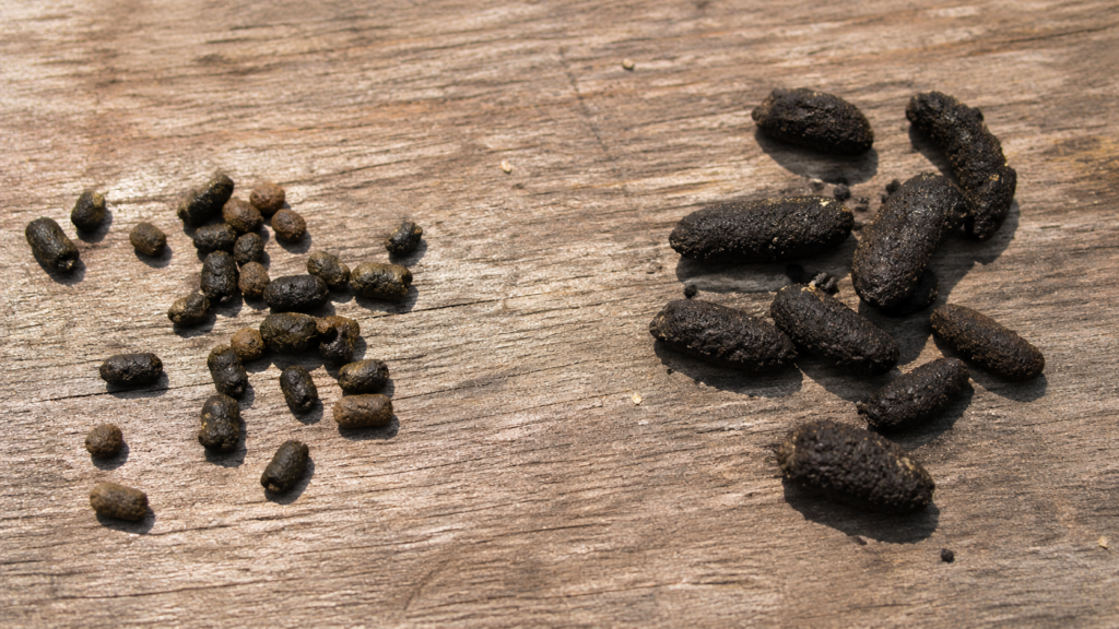 Squirrel Poop Vs. Rat Poop